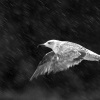 Racek zlutonohy - Larus fuscus - Lesser Black-backed Gull 5245bw